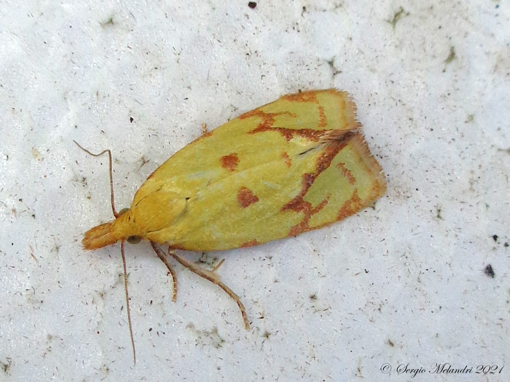 Agapeta hamana (Tortricidae)